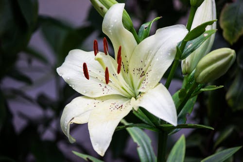 Lilies growing