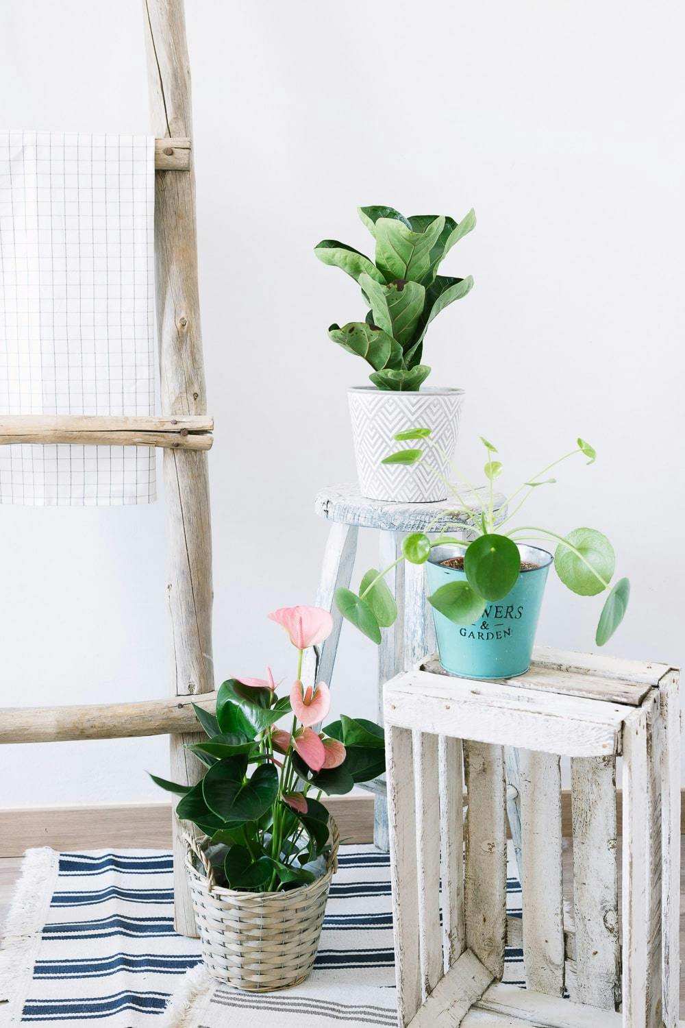 Decorative plants on a wooden table