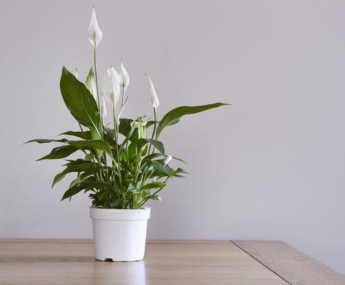 Peace lily