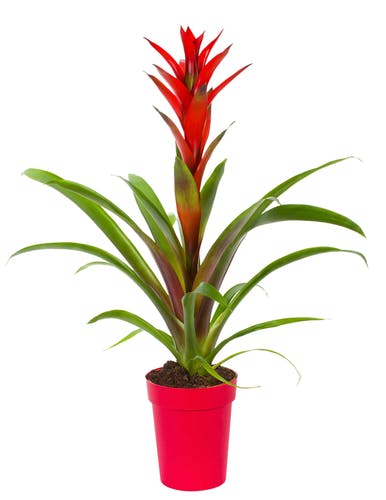 Red bromelia in pot