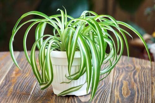 spider plant