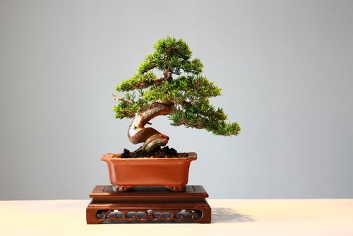 Bonsai tree