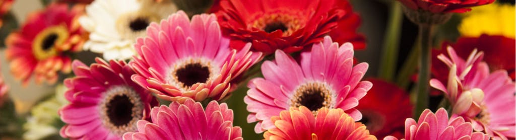 Bright colourful gerberas