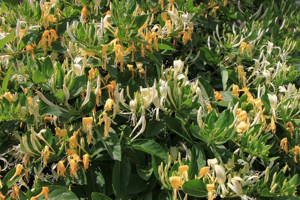 Medicinal flowers honeysuckle