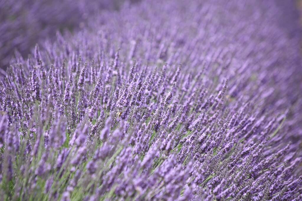 lavender