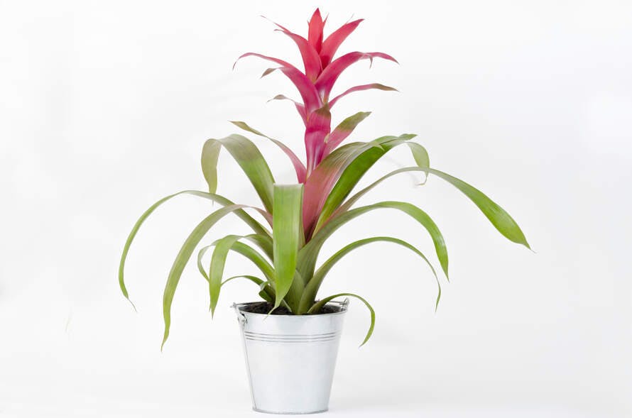 Bromeliad