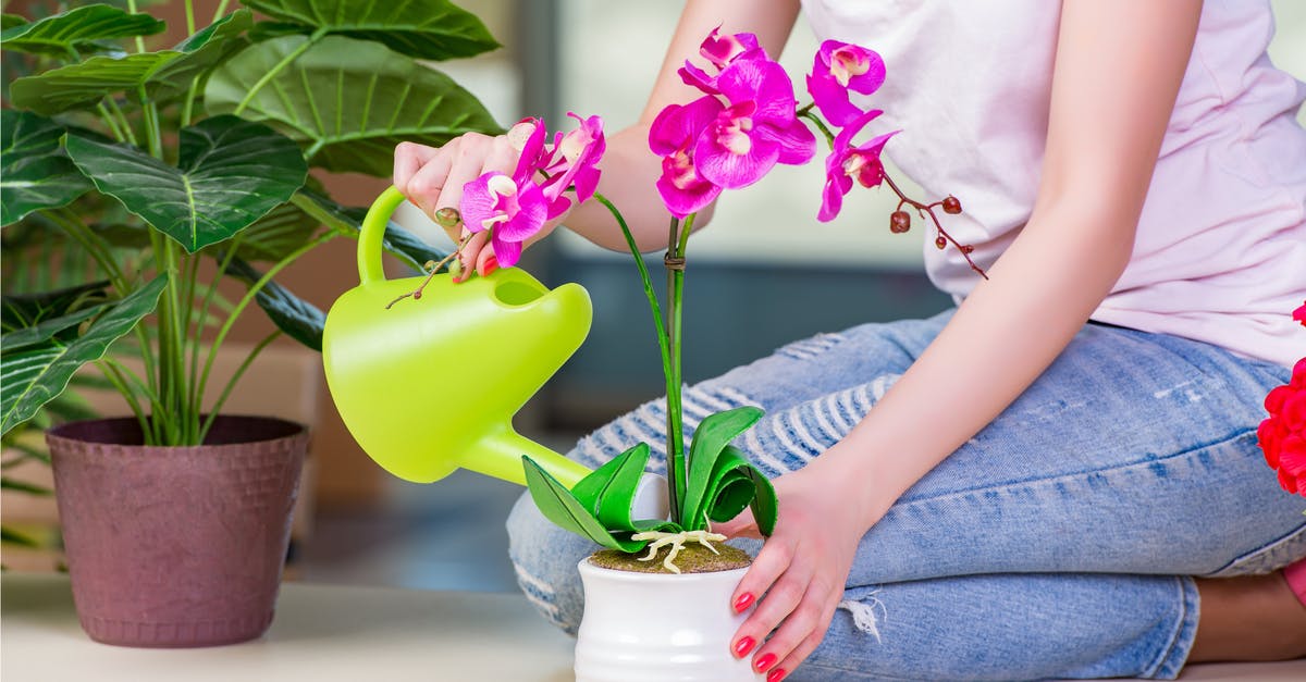 best place for plants in kitchen