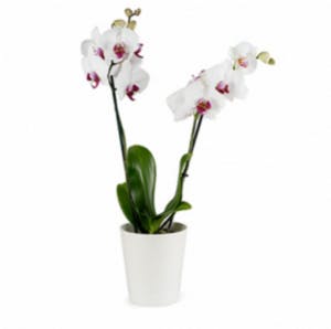 Orchid men flowers for men