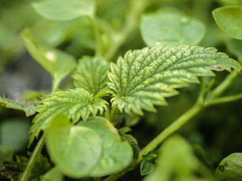 Medicinal plants nettle plant