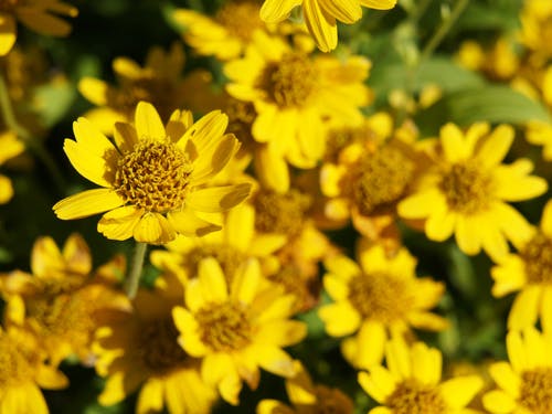 Medicinal plants Arnica plant