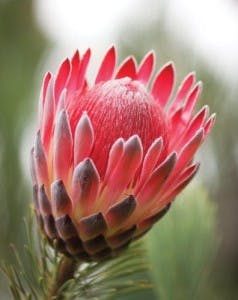 Fynbos, South Africa