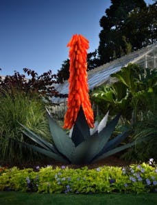 Aloe Ferox