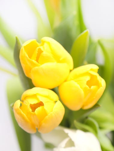 Yellow tulips on white background