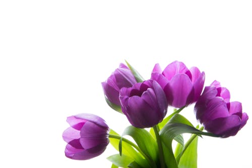 Purple tulips on white background