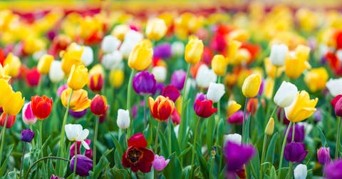 Przewodnik po symbolice barw tulipanów