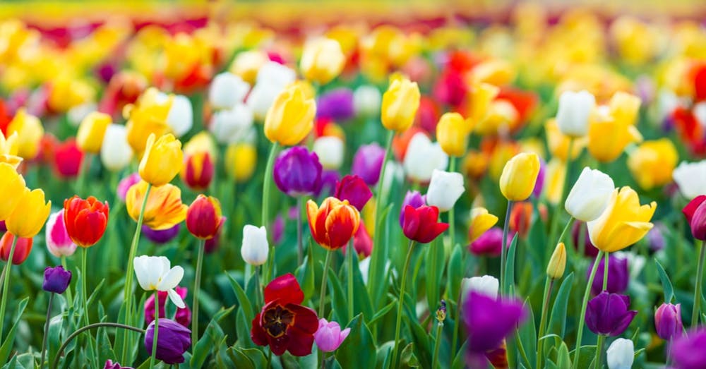 Przewodnik po symbolice barw tulipanów