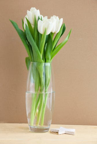 White tulips in a vase