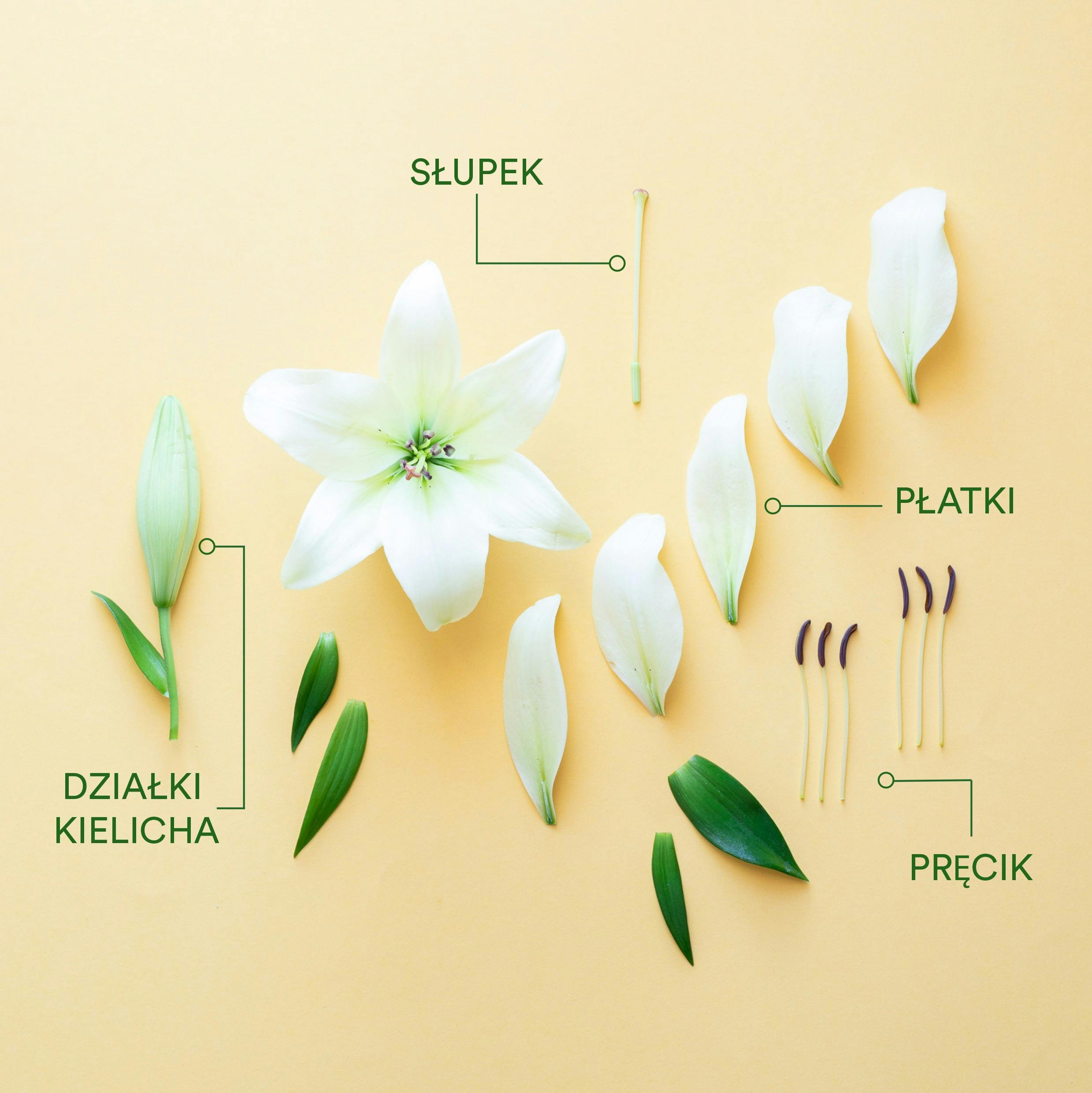 parts of flower annotated pl