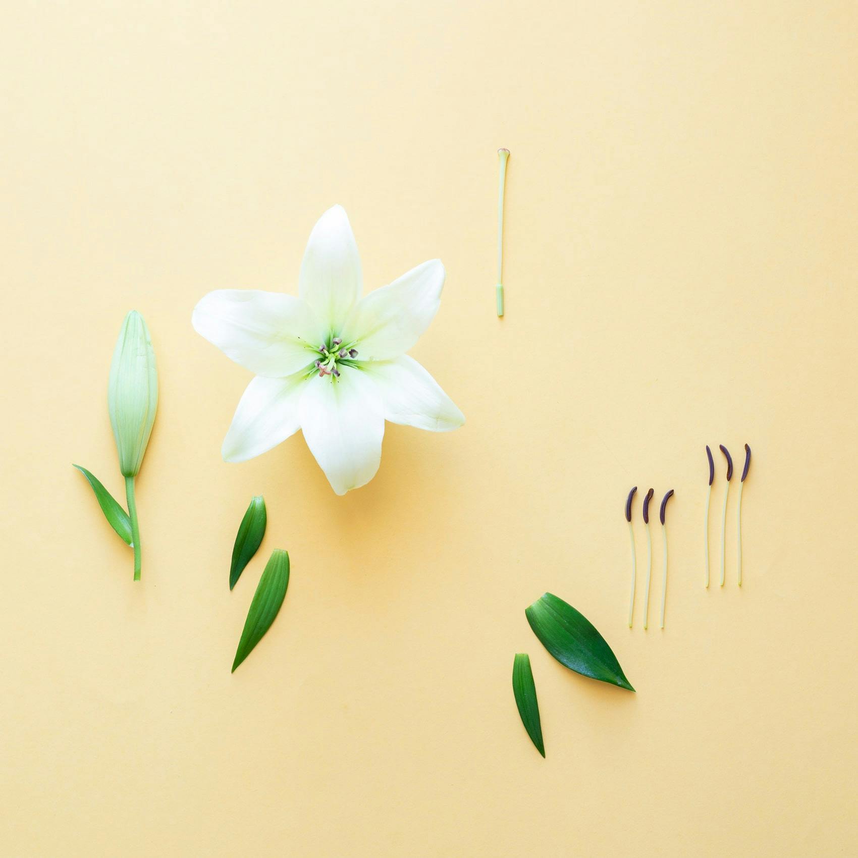 individual parts of lily flower arranged decoratively on a yellow background