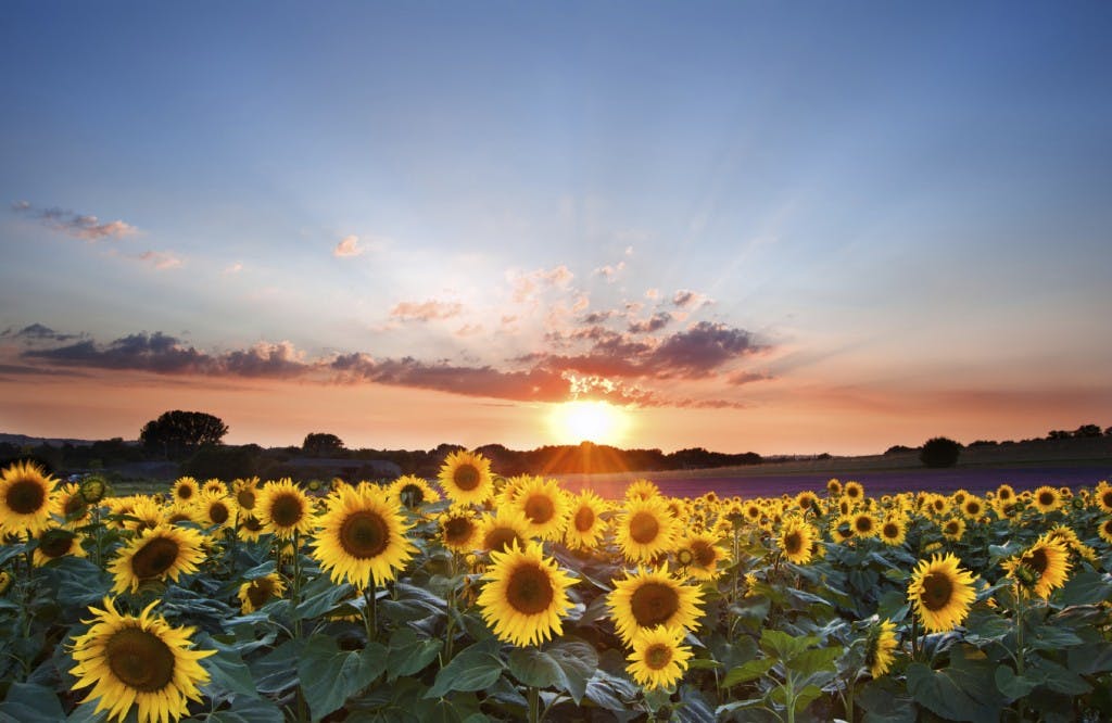 Blue sky landscape of Summer sunset sunflower field