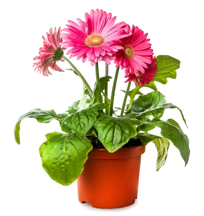 Gerber's flowers in flowerpot isolated on a white background