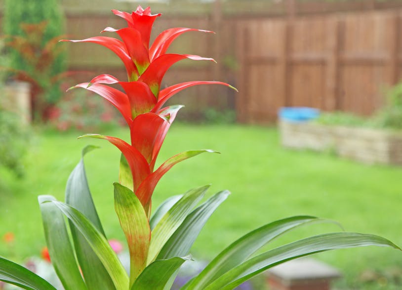 Bromelia stanowisko