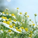 camomile