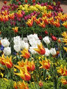 tulipsInTurky