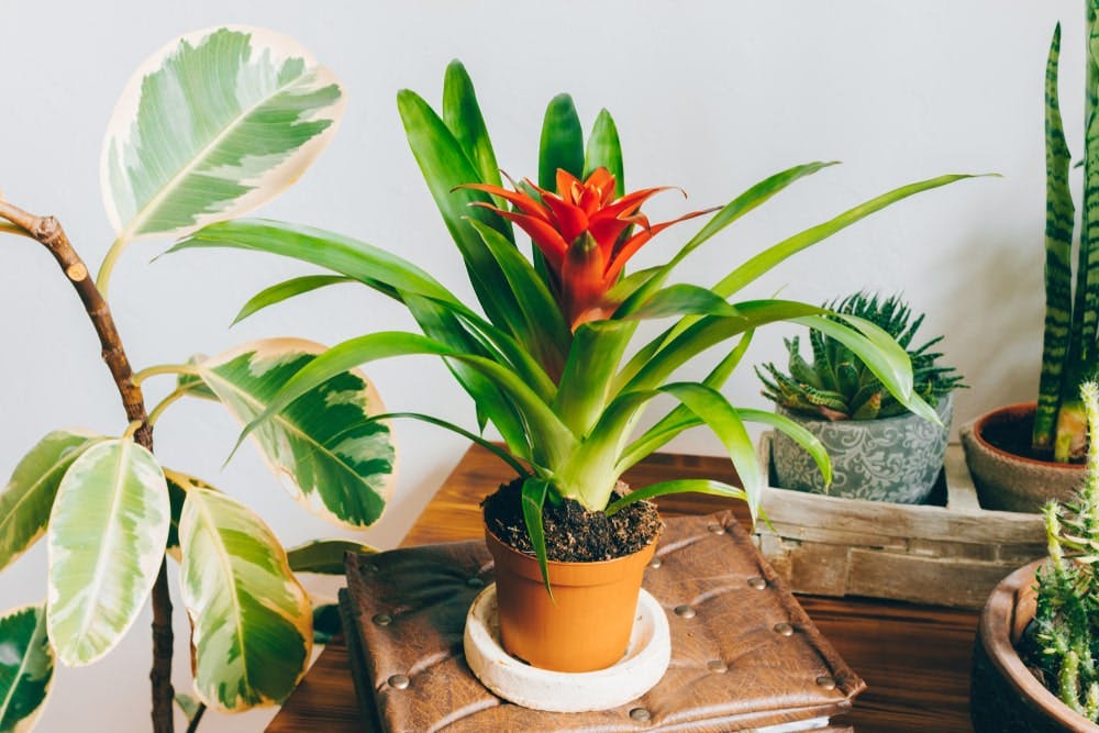 indoor plants