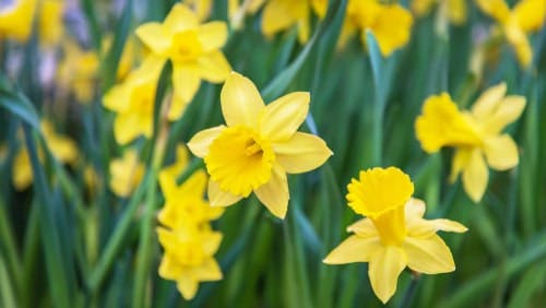 Yellow daffodils