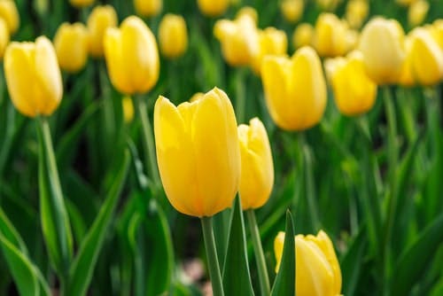 yellow tulips