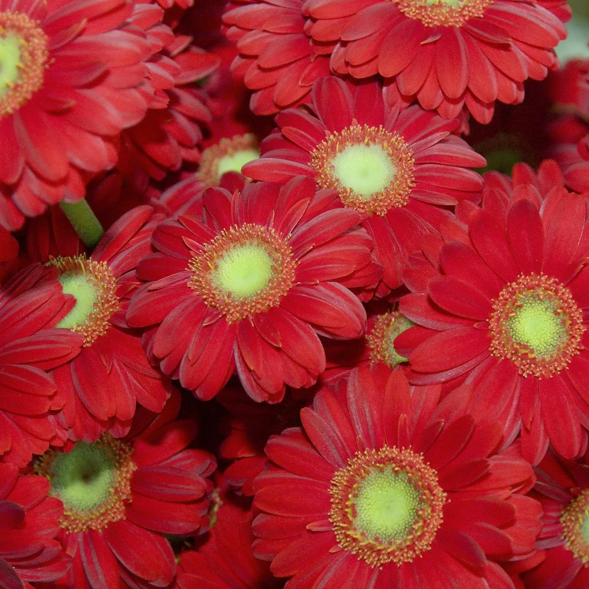 red gerberas