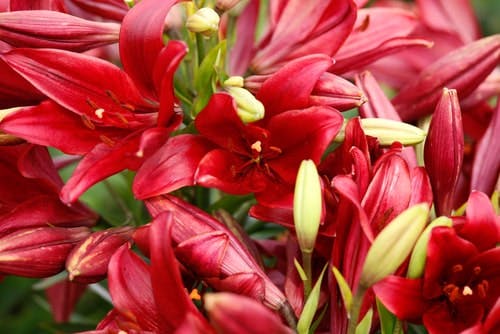 red lilies