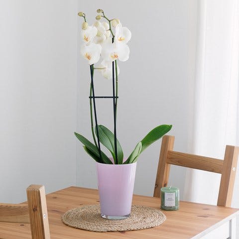 white orchid on a table