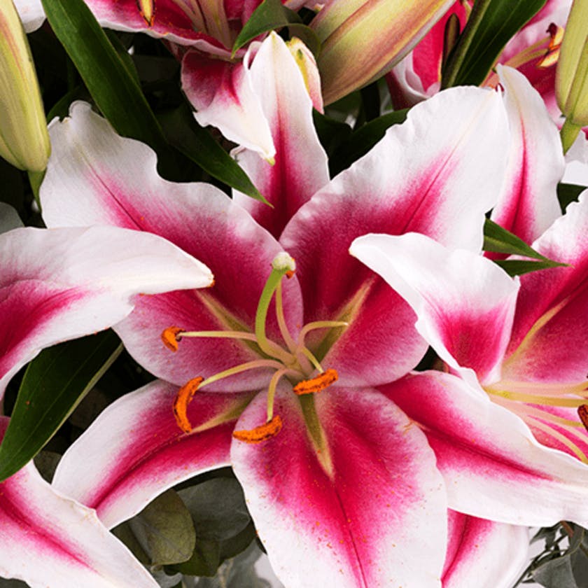 pink lilies