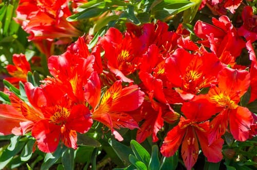 red alstroemerias