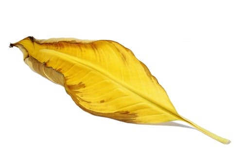 Close up yellow leaf