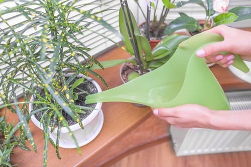 Watering can and plant