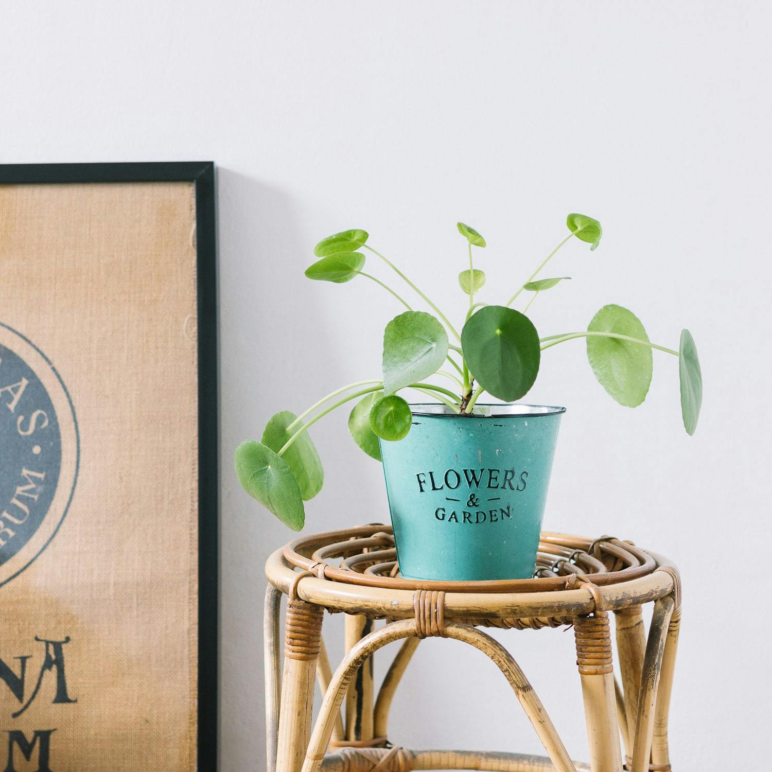 Pilea plant