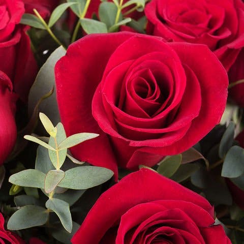 red roses closeup with eucalyptus greenery
