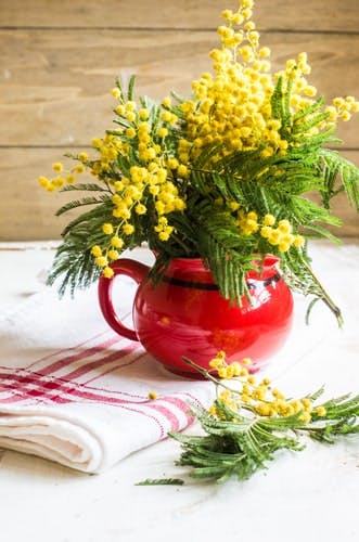 Yellow mimosas in a red jug