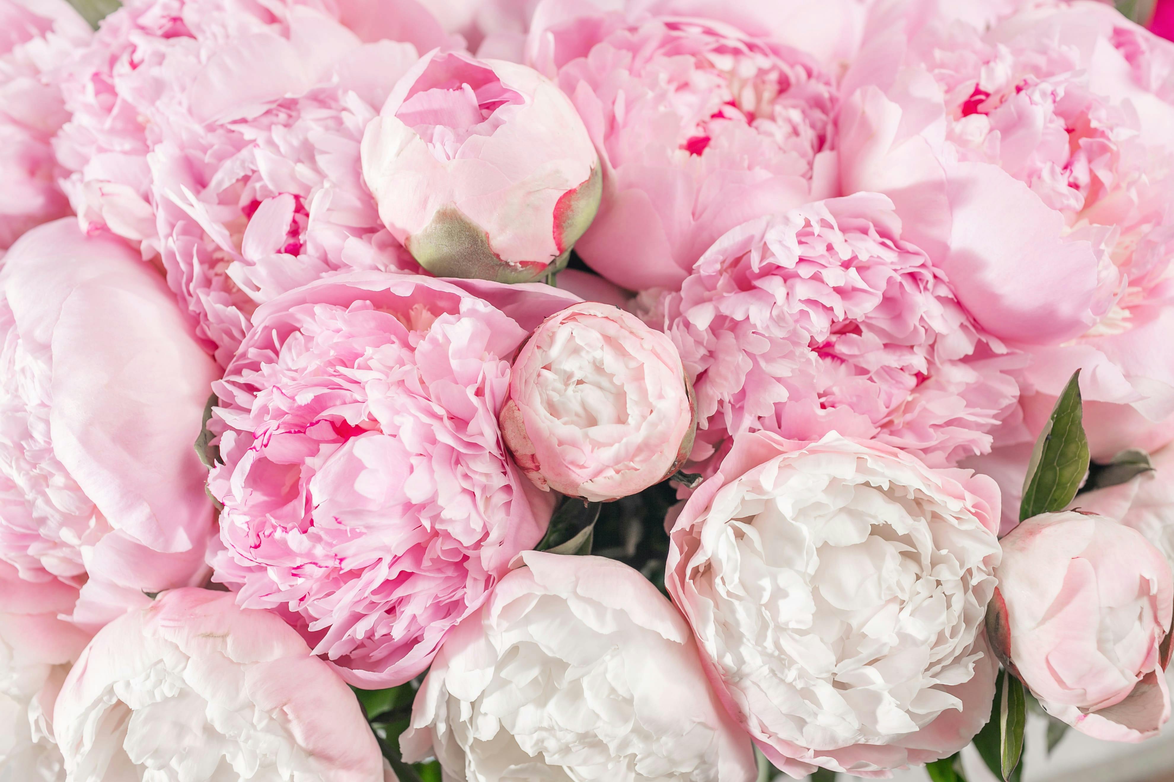 pink peonies