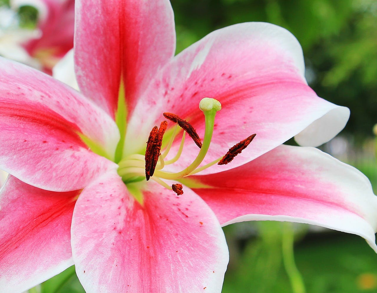 Pink Lily