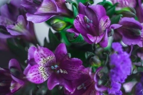 Purple alstroemerias