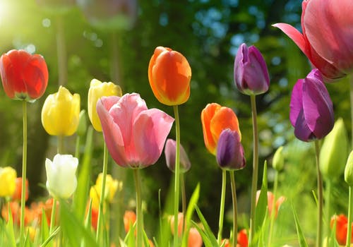 tulips in sunlight