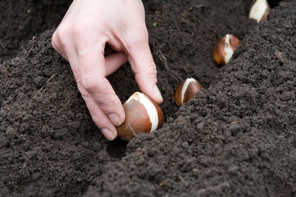 Planting tulip bulbs