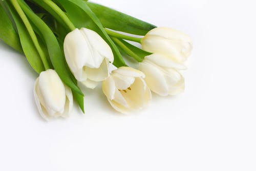 White tulips on a white background