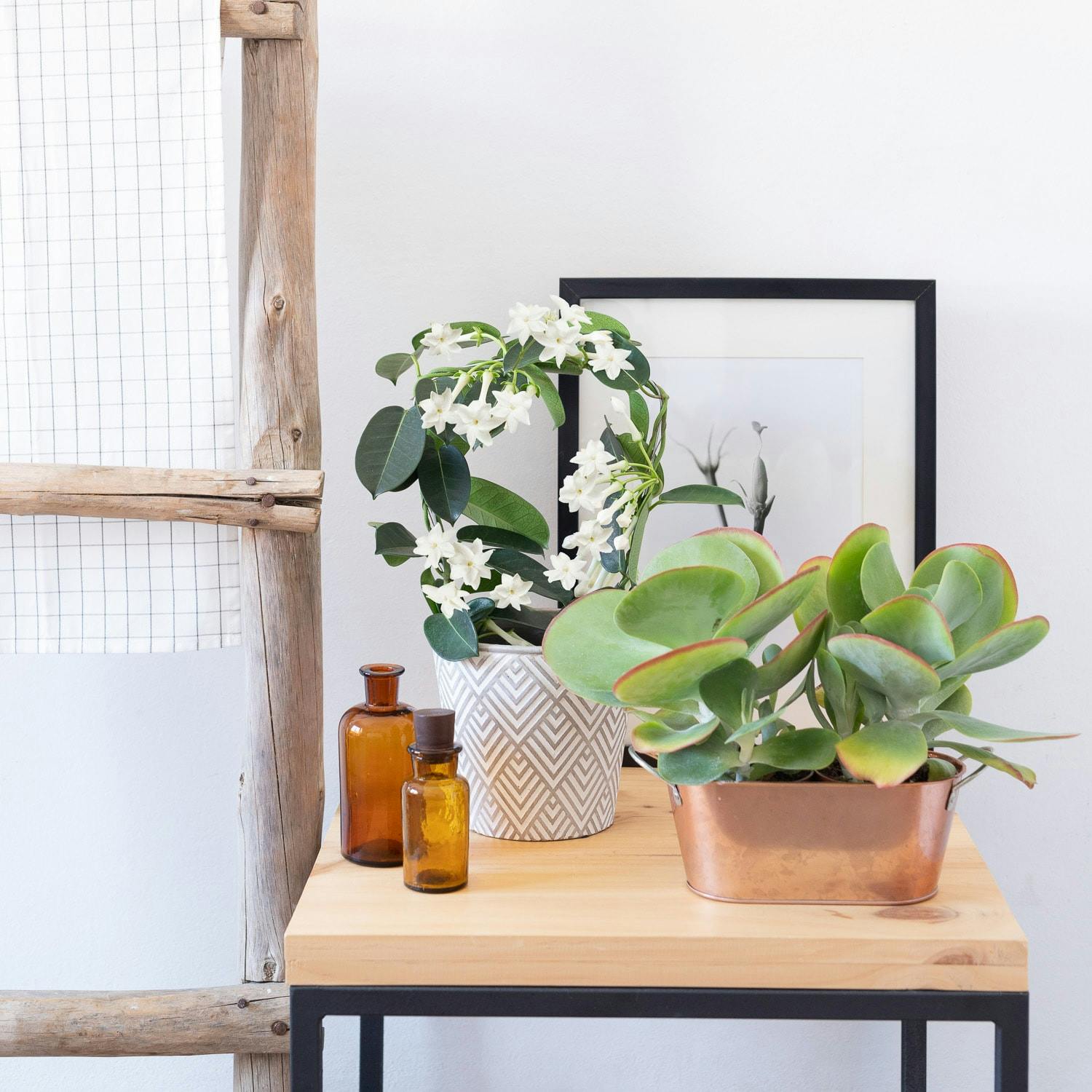 Madagascar jasmine houseplant and oils on wooden table