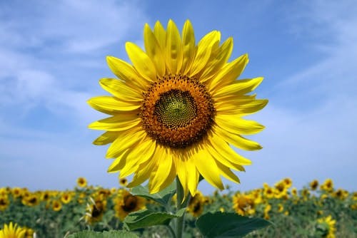 Sunflower against blue sky in summer