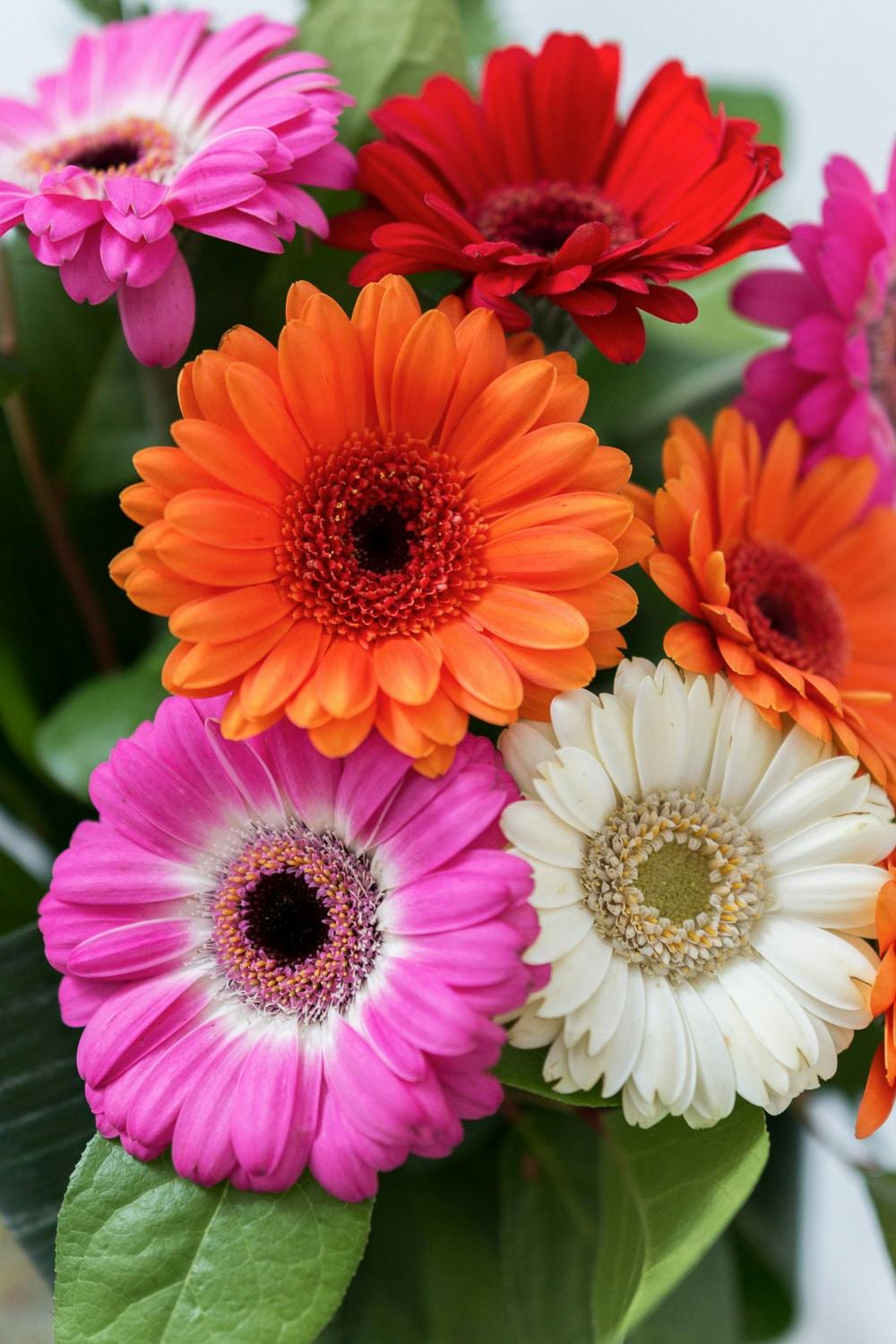 Colourful gerberas